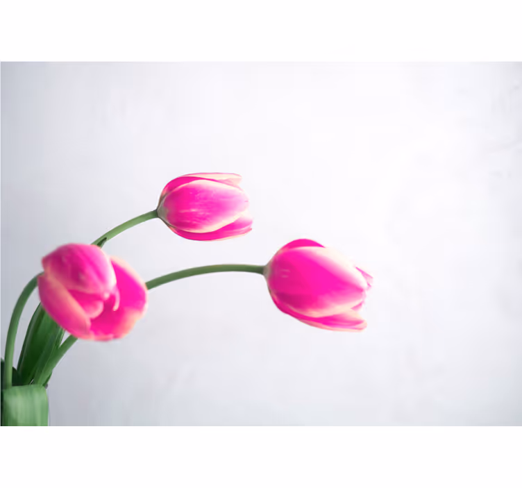 Roleta do kuchyne tri tulipány na bielom pozadí - Tenstickers