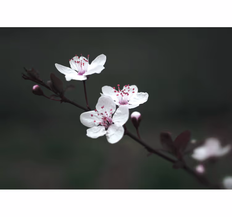 Roleta do obývačky elegantná ženská sakura - Tenstickers