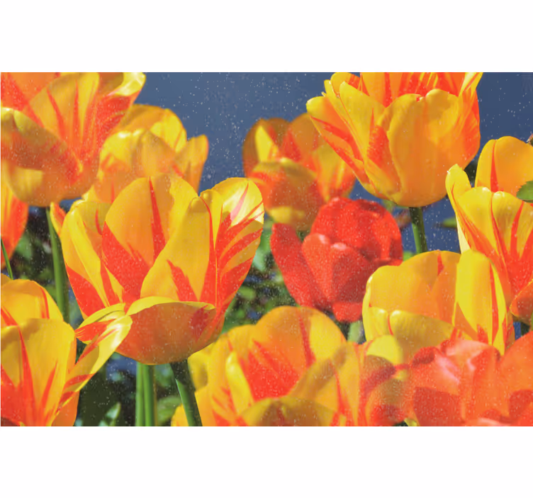 Roleta do obývačky červené a žlté tulipány - Tenstickers
