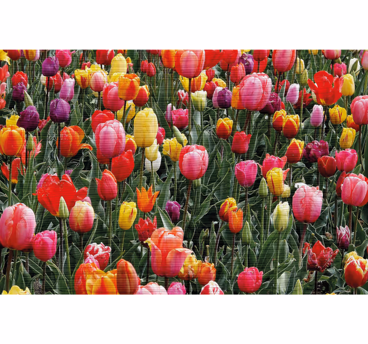 Roleta do obývačky s viacerými tulipánmi na poli - Tenstickers