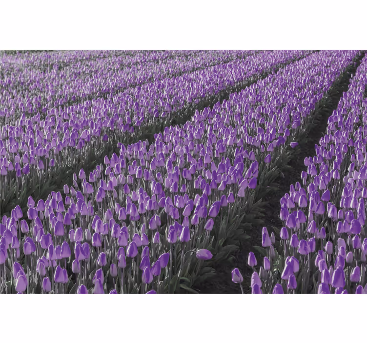 Roleta do obývačky tulipánové pole - Tenstickers