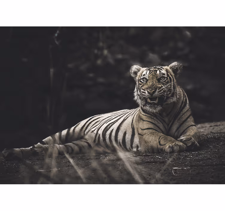 Roleta do obývačky tiger leží pohodlne - Tenstickers