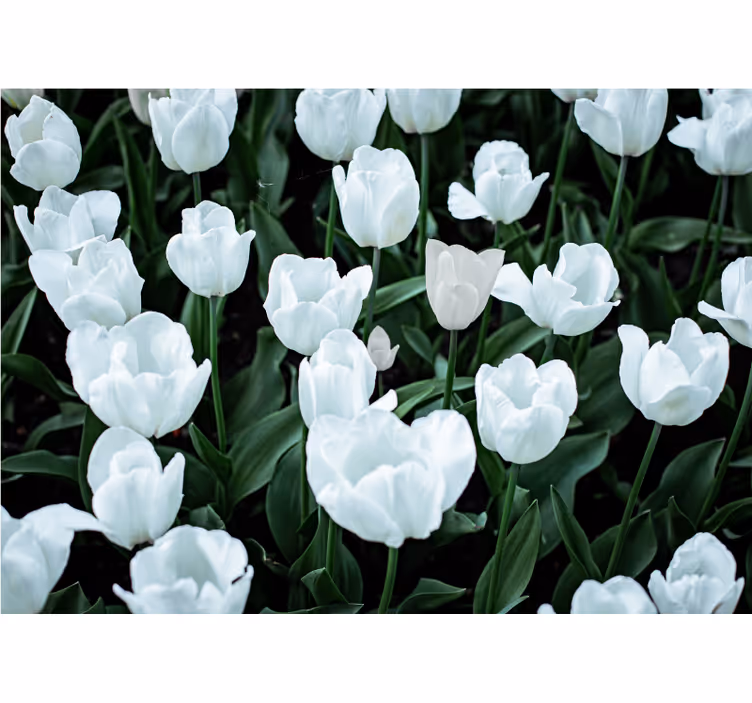 Roleta do obývačky biele tulipány - Tenstickers