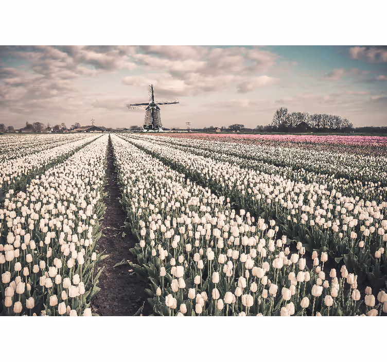 Roleta do obývačky tulipánové pole s veterným mlynom - Tenstickers