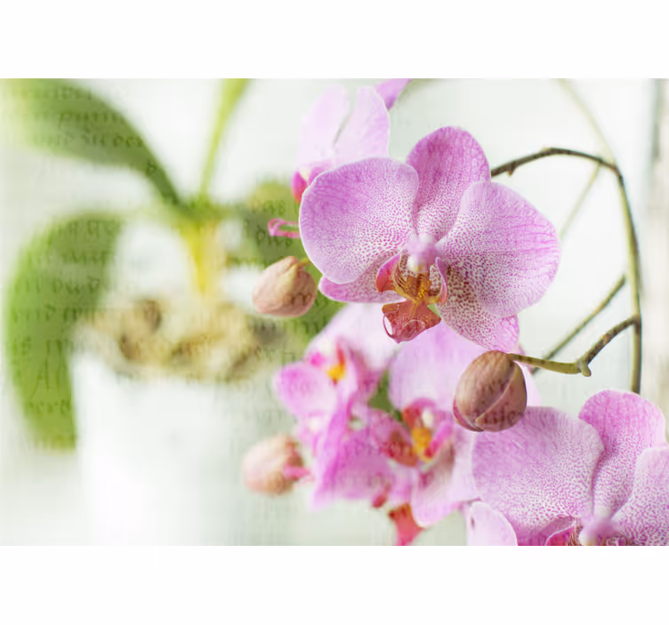 Roleta do obývačky orchidea s textom - Tenstickers