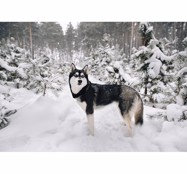 Biela roleta zimný les a husky pes - Tenstickers
