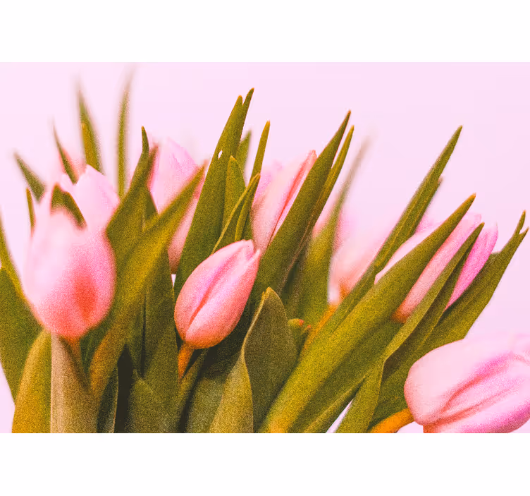 Roleta do izby tulipány na ružovom pozadí - Tenstickers