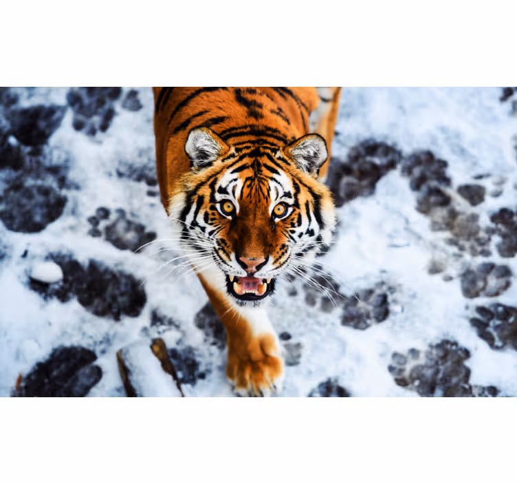 Roleta do izby divoký tiger - Tenstickers