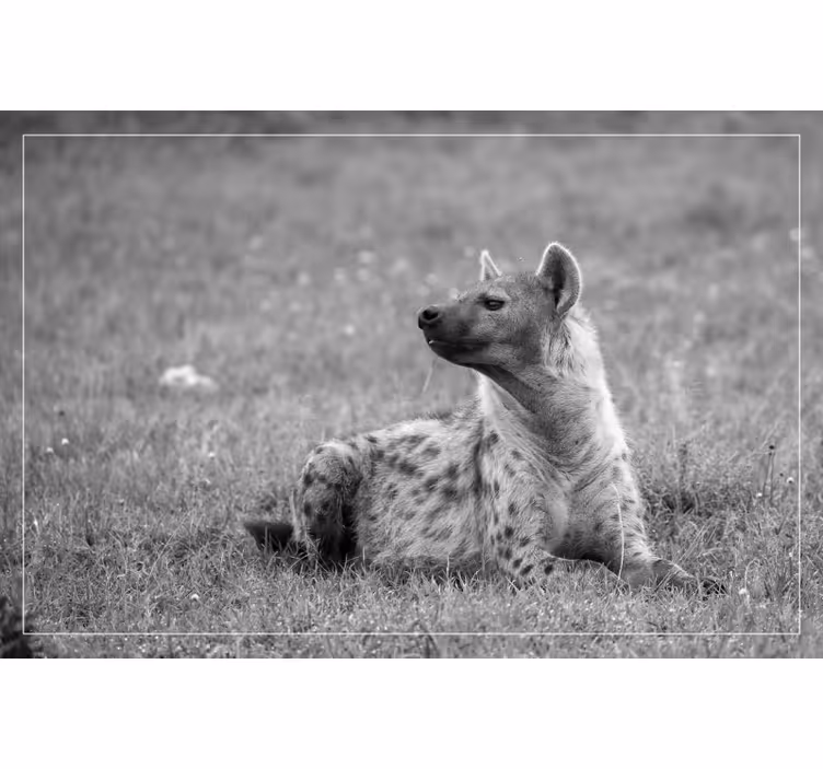 Roleta do izby roztomilá hyena - Tenstickers