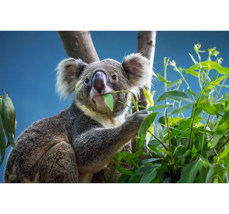 Roleta do izby s roztomilými koalami - Tenstickers
