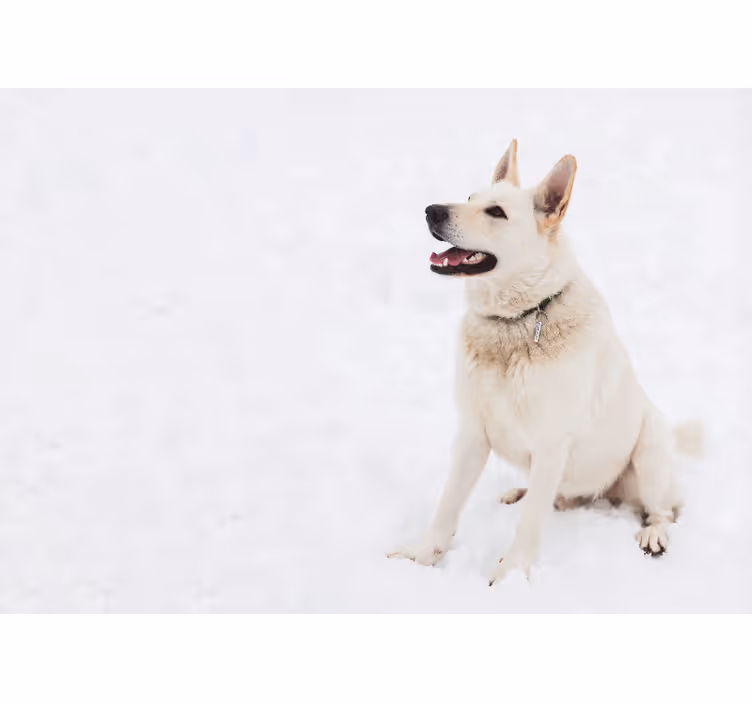 Biela roleta husky na snehu - Tenstickers