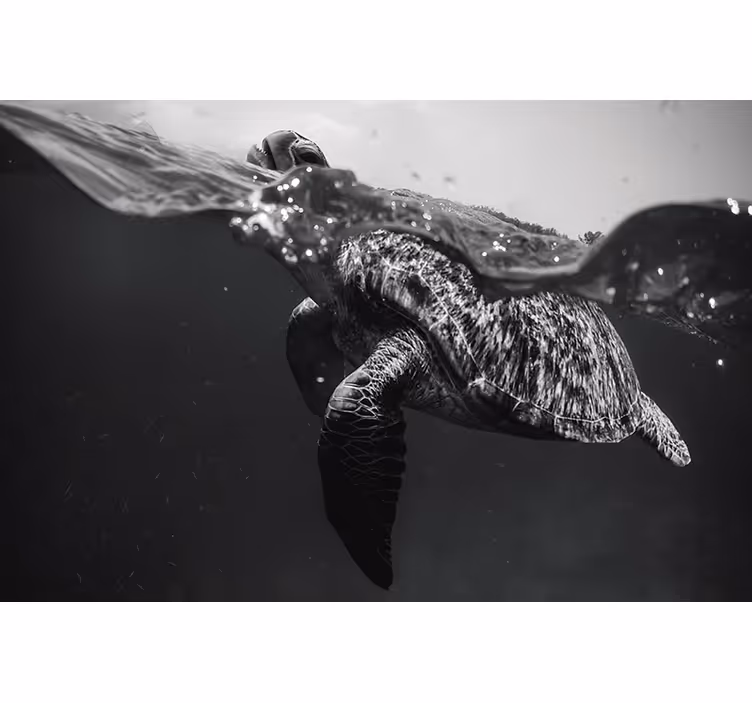 čierna roleta monochromatická korytnačka plávajúca - Tenstickers