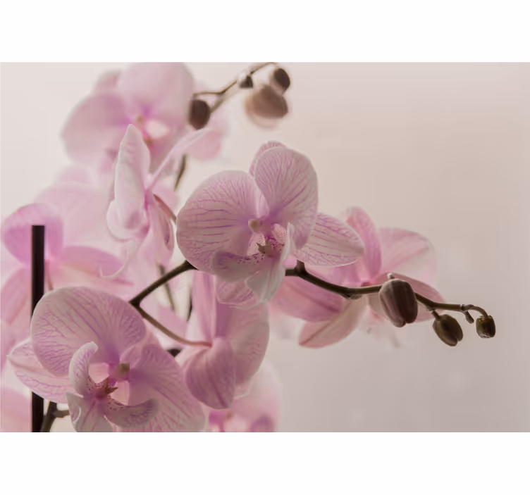 Roleta do izby s orchideovým dizajnom - Tenstickers