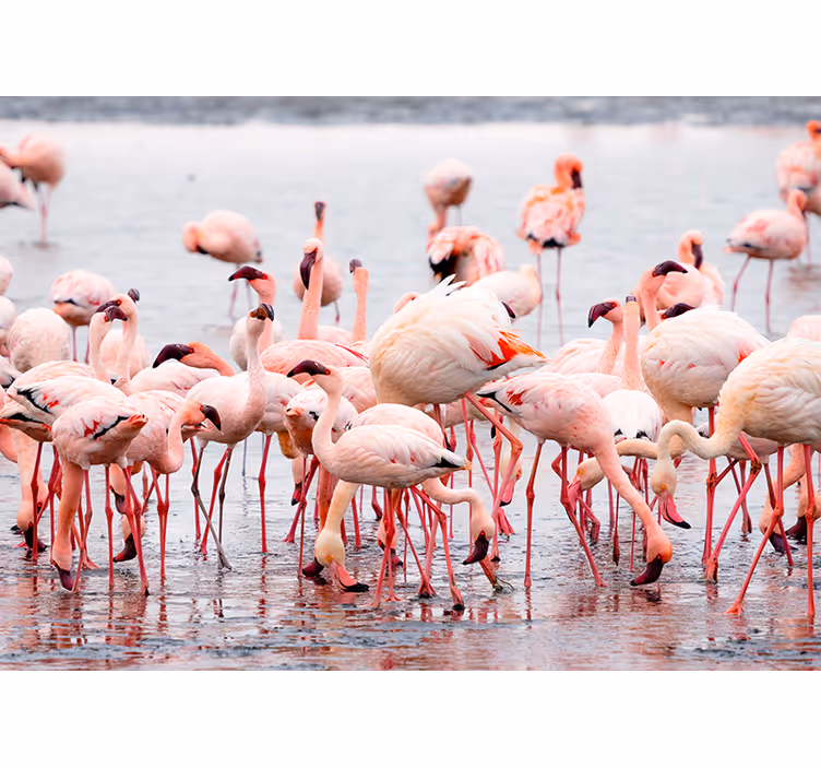 Roleta do obývačky z regiónu camargue s plameniakmi - Tenstickers