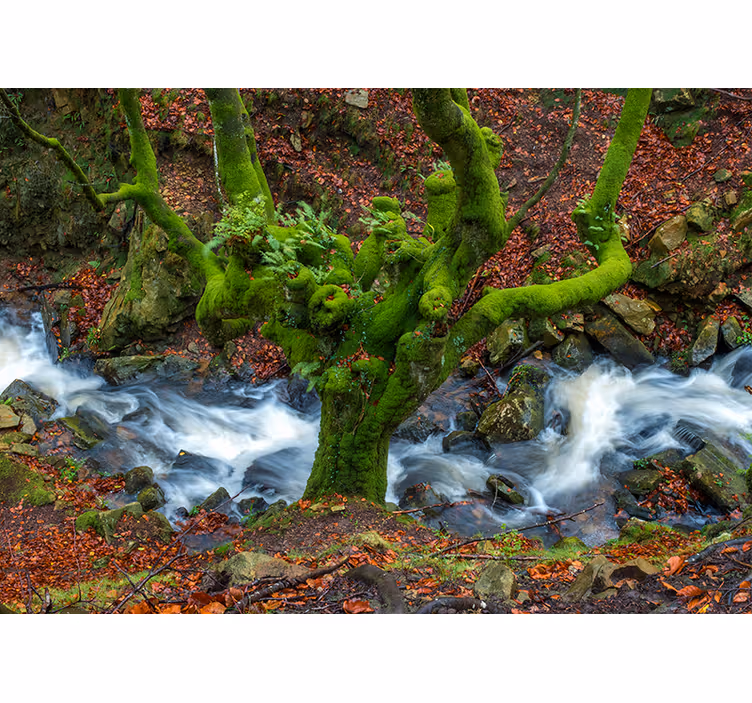 Roleta do obývačky gorbea - Tenstickers
