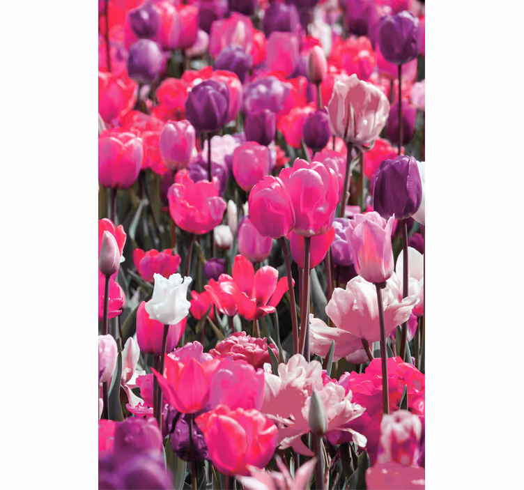 roleta na okno kvety kvitne fialový tulipán - Tenstickers