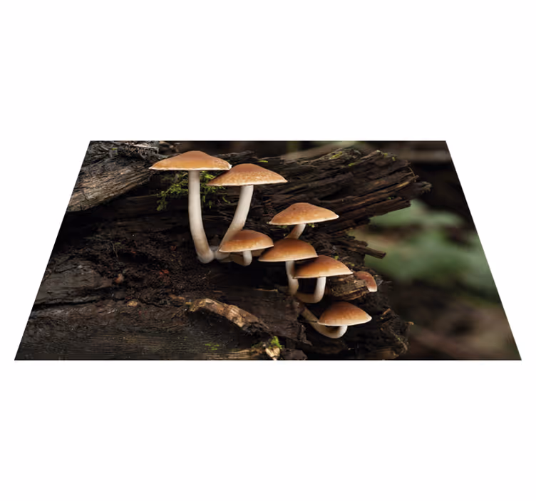 Originálne prestieranie huba v klastre - Tenstickers