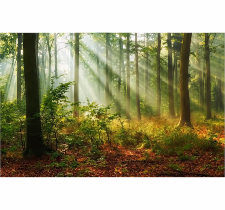 Fototapety na stenu les prírodné svetlo v lese - Tenstickers