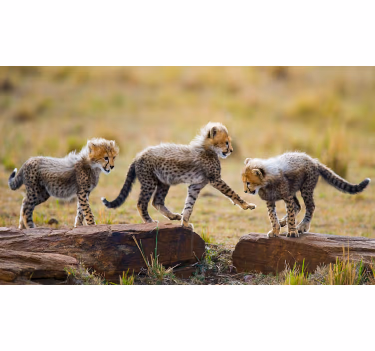 Fototapeta afrika roztomilé mláďatá gepardov - Tenstickers