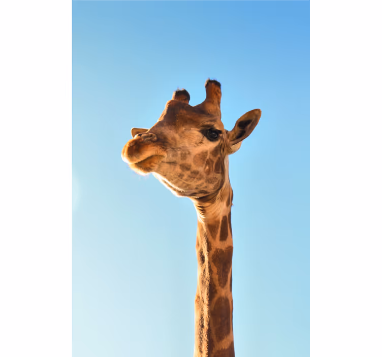 Fototapeta afrika blízky pohľad na žirafu - Tenstickers