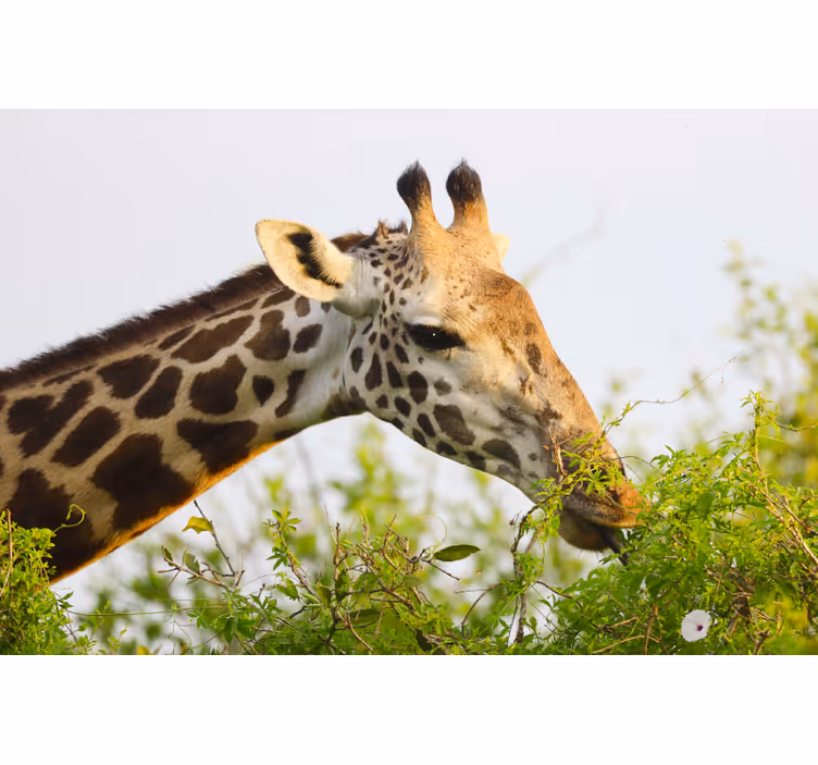 Fototapeta afrika vysoká žirafa - Tenstickers