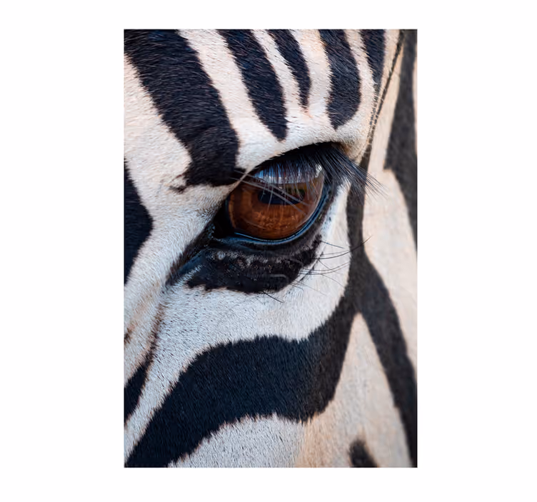 Fototapeta afrika oko zebry - Tenstickers