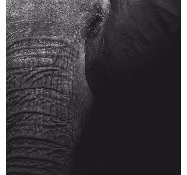 Fototapeta afrika elegantný tmavý slon - Tenstickers