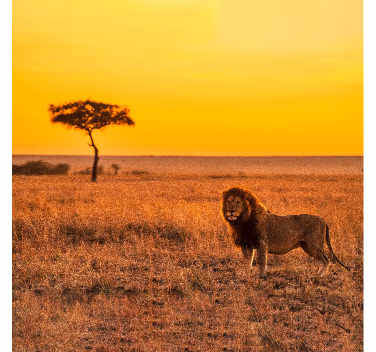 Fototapeta afrika divoký strom savany pri západe slnka - Tenstickers