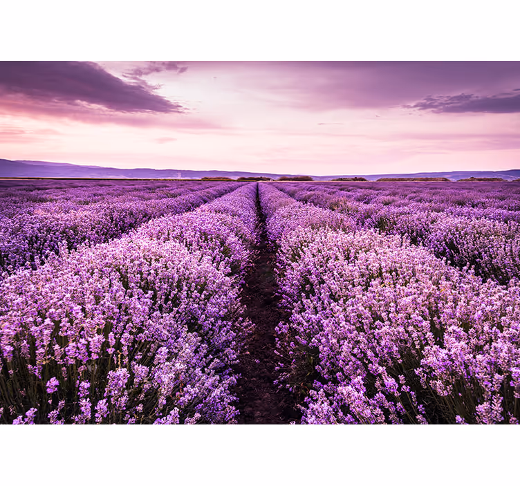 Provence levanduľa nástenná maľba - Tenstickers