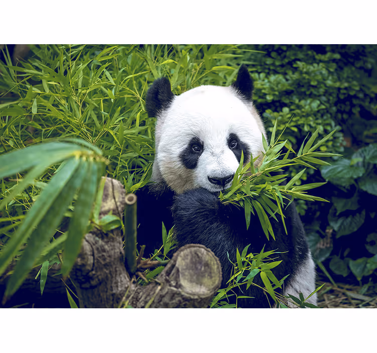 fototapety so zvieratami panda bambusová svätyňa - Tenstickers