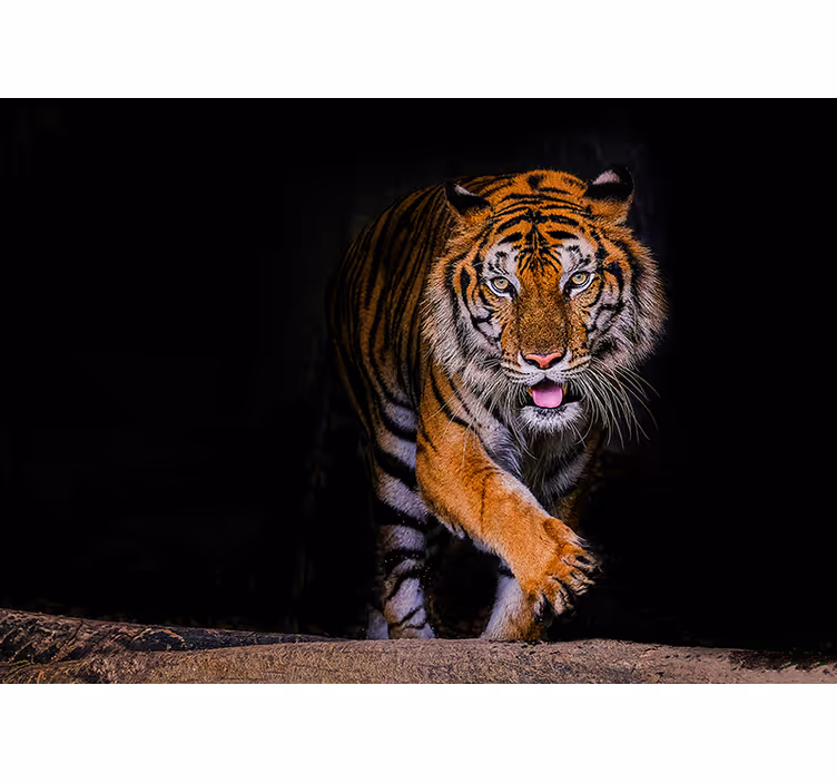Tiger lepiaca stena - Tenstickers