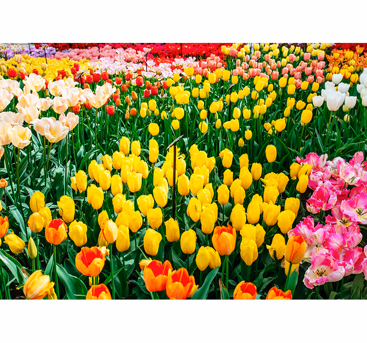 Farebné tulipány kvetina nástenné maľby - Tenstickers