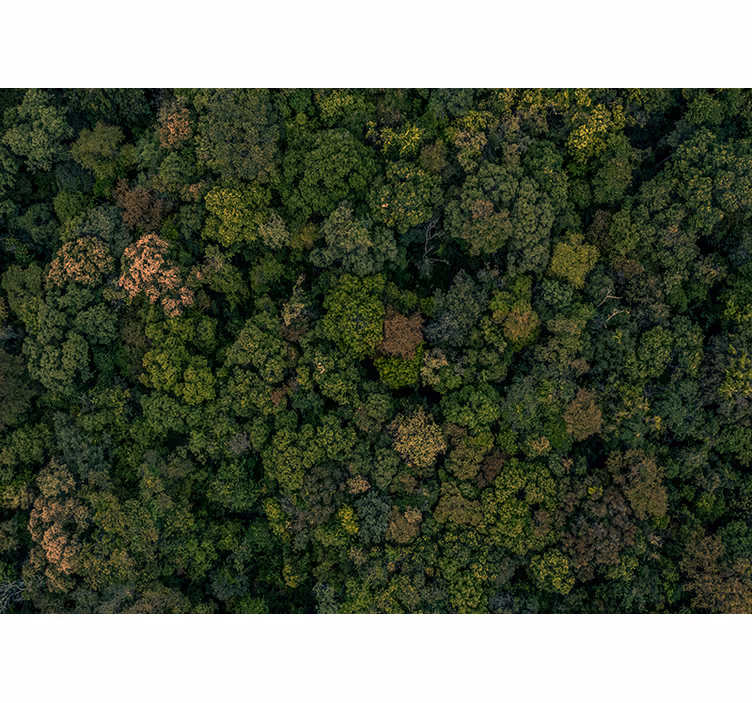 Lesná fotografia stromová nástenná maľba - Tenstickers