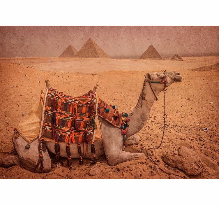 ťava spí pred pyramídou fototapeta - Tenstickers
