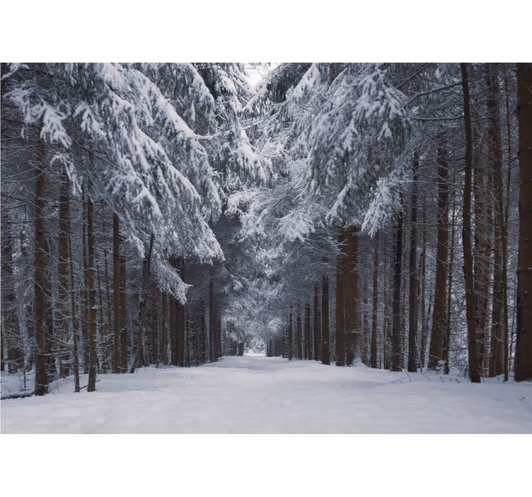 fototapety na stenu les zasnežený borovicový chodník - Tenstickers
