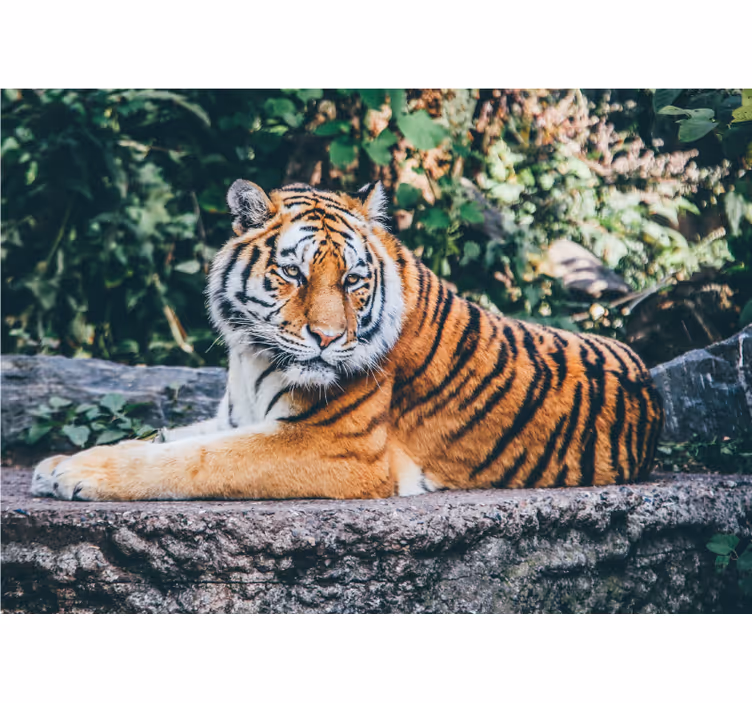 3d tiger ležiaci na skale fototapeta - Tenstickers