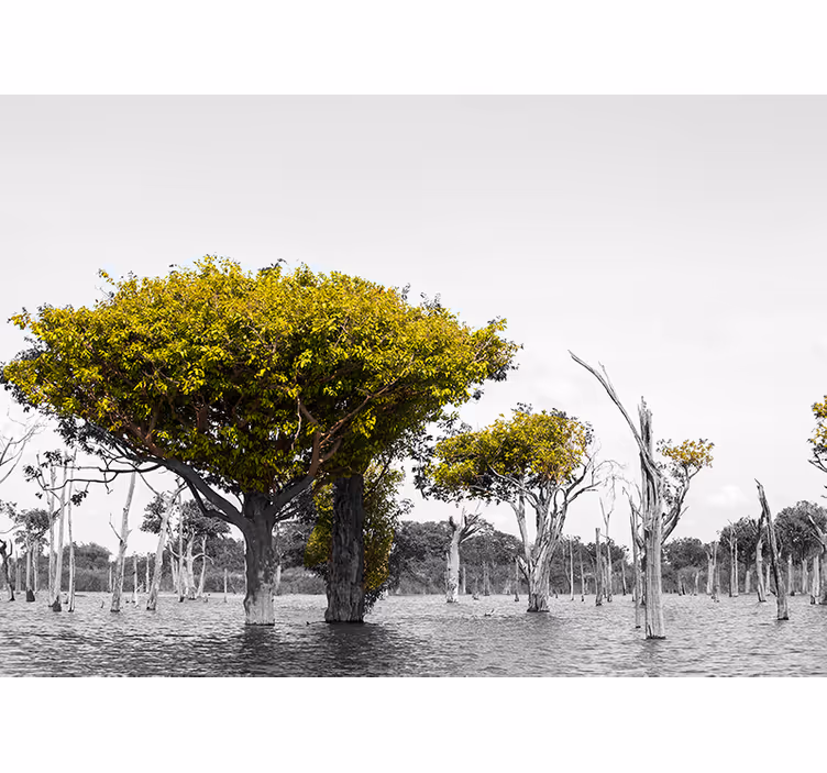 fototapeta afrika veľké suché stromy - Tenstickers