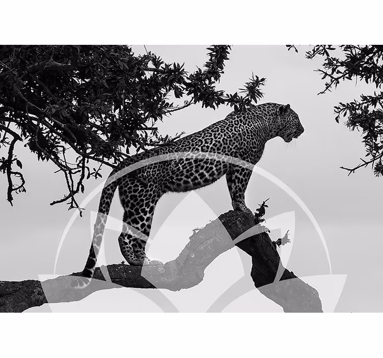 fototapety so zvieratami leopard na strome - Tenstickers