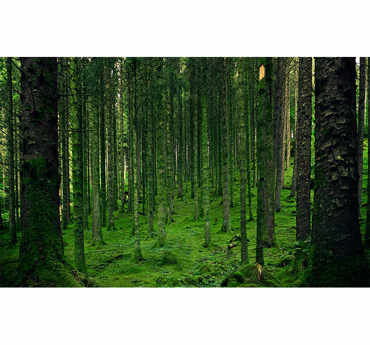 Fototapety na stenu les bujný les - Tenstickers
