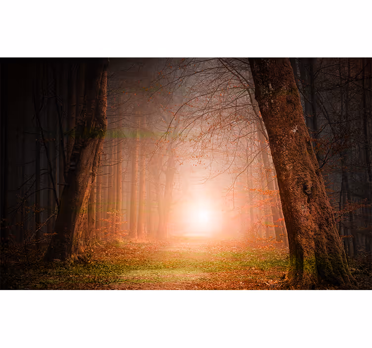 fototapety na stenu les tajomná lesná cesta - Tenstickers