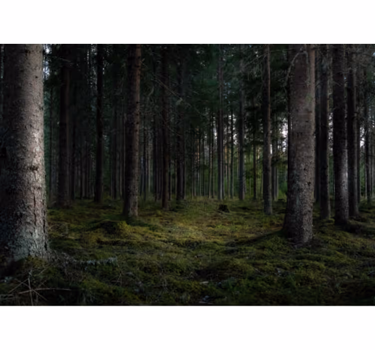 fototapety na stenu les svieža lesná scéna - Tenstickers