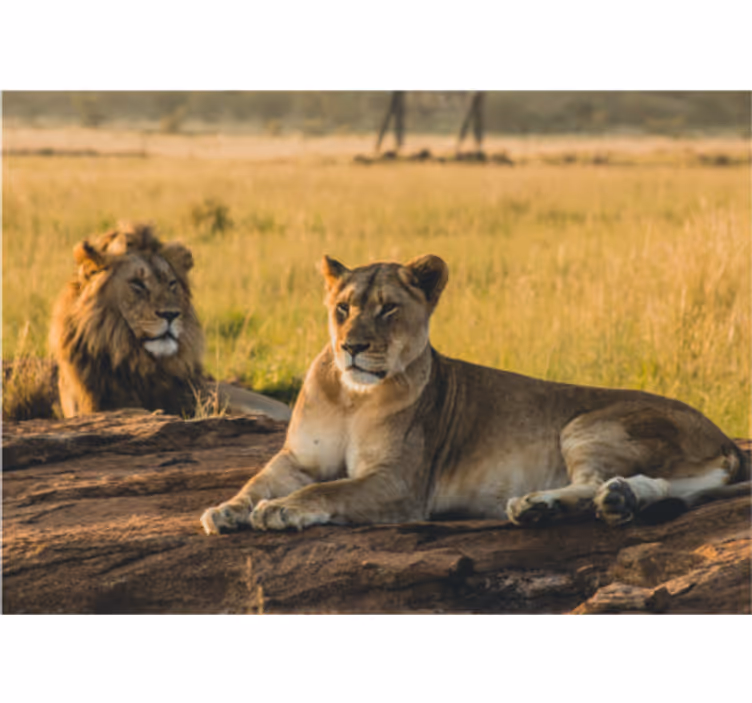 Leones v savane lev nástenná fototapeta - Tenstickers