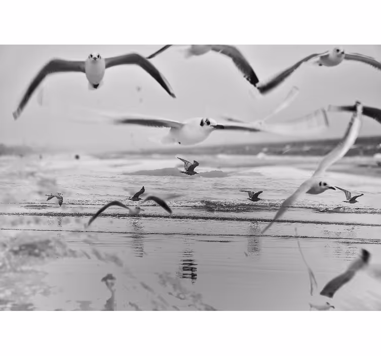 fototapety so zvieratami čajok nad oceánom - Tenstickers
