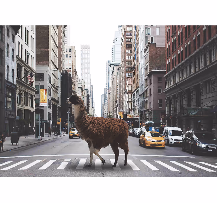Fototapety so zvieratami lama na ulici - Tenstickers