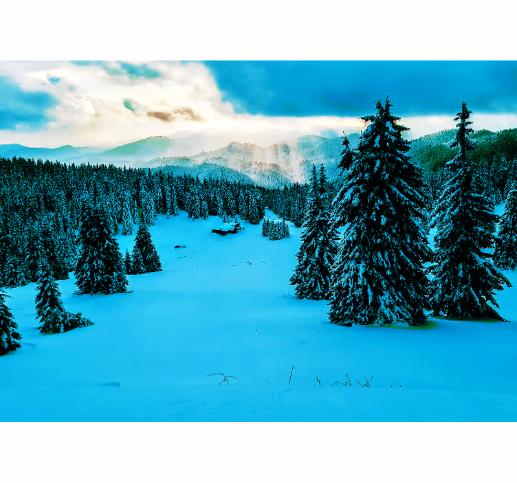 krajinka fototapety zasnežený borovicový les - Tenstickers