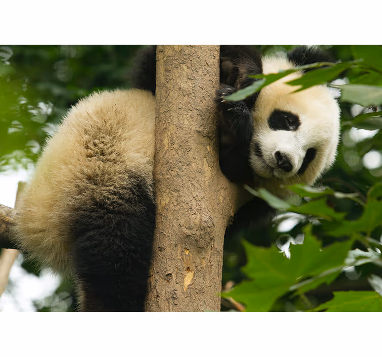 fototapety so zvieratami panda lezie na strom - Tenstickers