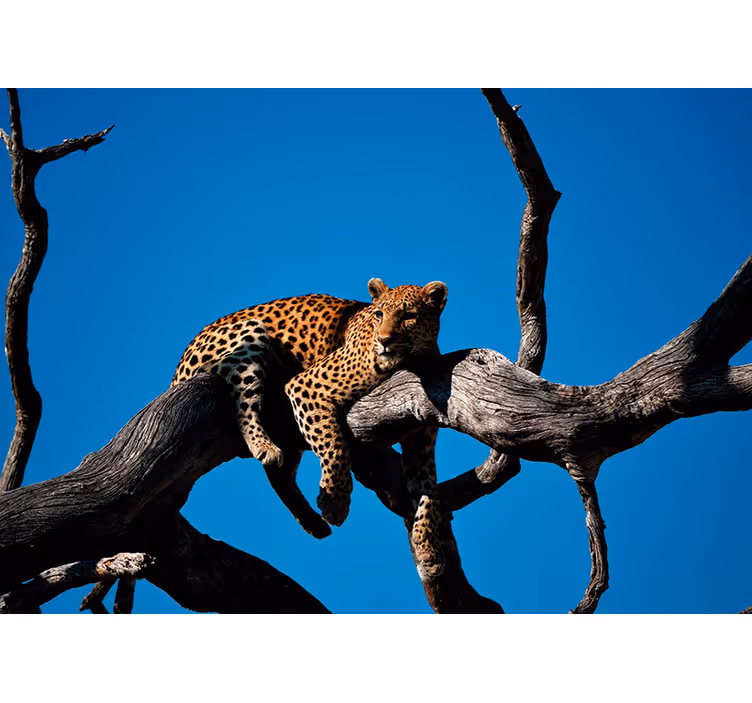 fototapety so zvieratami leopard na konári - Tenstickers