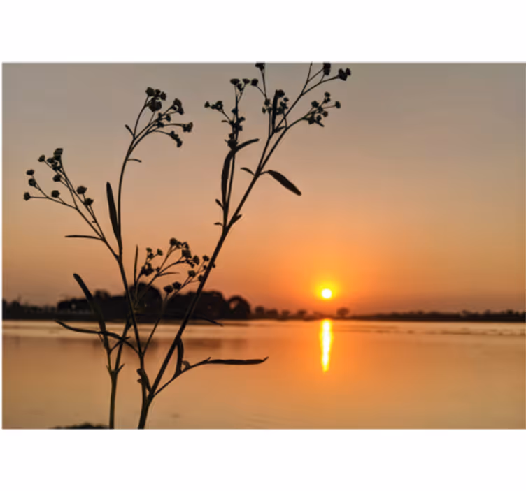 fototapety na stenu priroda západ slnka silueta kvety - Tenstickers
