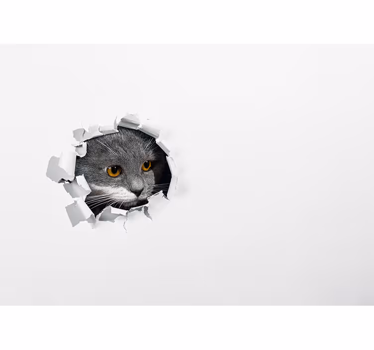 Roztomilá mačka fototapeta na stenu - Tenstickers