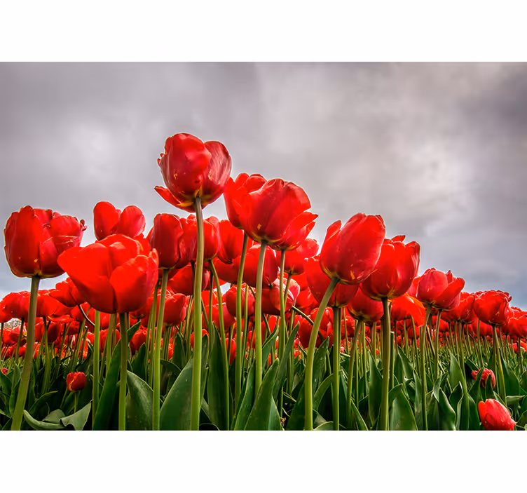 fototapeta mak červené tulipánové pole - Tenstickers